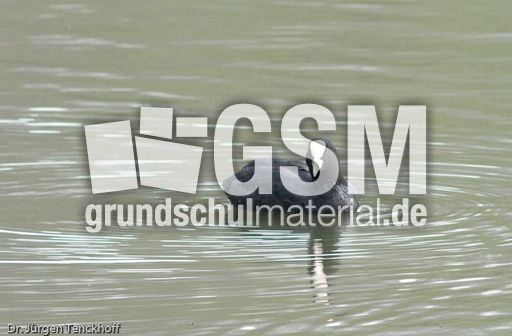 Bläßhuhn (1 von 8).jpg